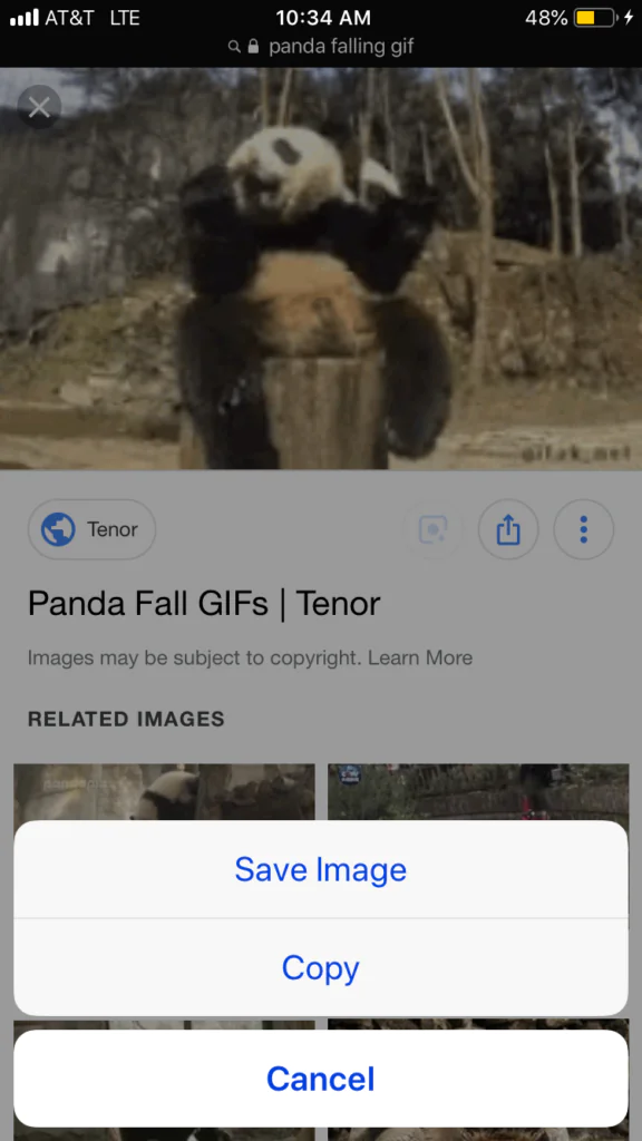 Panda Fall GIF